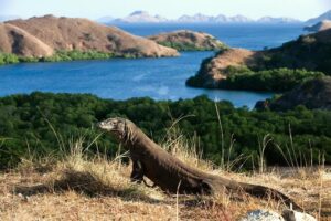 6 Must-Visit Ecotourism Destinations in Indonesia to See Rare Wildlife