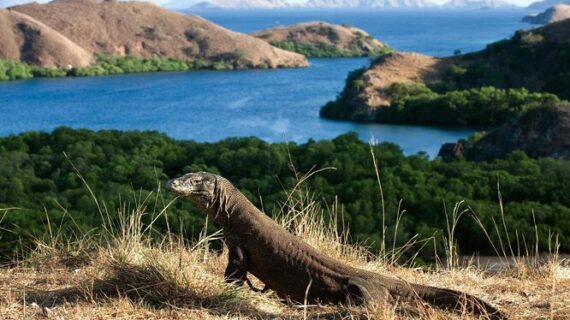 6 Must-Visit Ecotourism Destinations in Indonesia to See Rare Wildlife