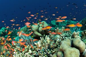 Bunaken: A Luxurious Dive into Indonesia’s Marine Paradise