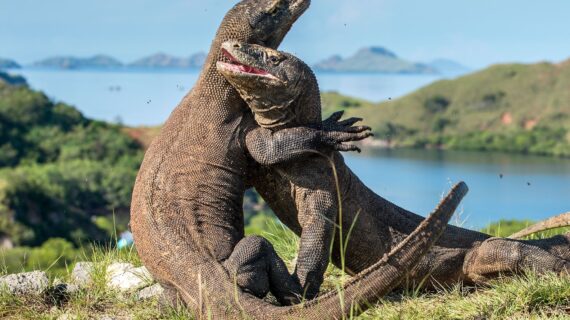 Komodo: Reptil Raksasa dengan Adaptasi Unik dan Peran Penting dalam Ekosistem