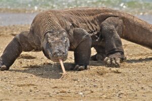 Conservation Efforts and Challenges in Protecting Komodo Dragons