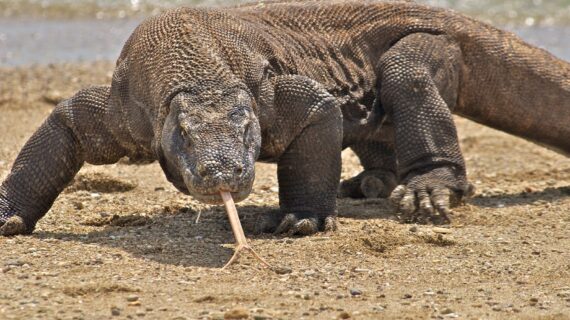 Conservation Efforts and Challenges in Protecting Komodo Dragons