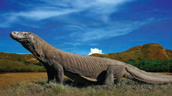 How to Safely Observe Komodo Dragons in Labuan Bajo: A Comprehensive Guide