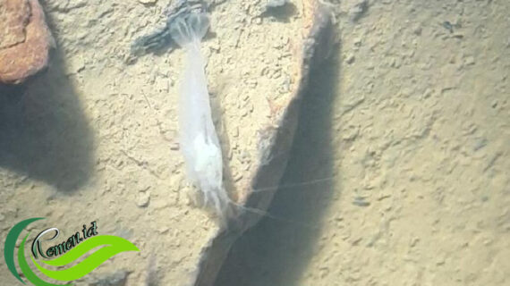 Exploring the Unique Flavors of Papua: A Culinary Journey Through Indonesia’s Eastern Region