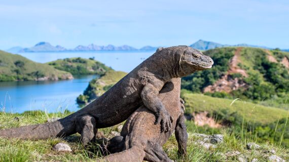 Exploring the Enchanting Taman Nasional Komodo: A Guide to Indonesia’s Natural Wonder