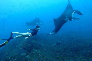 Snorkeling with Manta Rays in Nusa Penida: A Comprehensive Guide to the Ultimate Underwater Experience