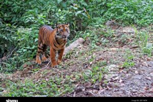 Exploring Lombok’s Natural Wonders: Lombok Wildlife Park and Kuta Mandalika