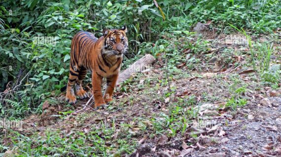 Exploring Lombok’s Natural Wonders: Lombok Wildlife Park and Kuta Mandalika